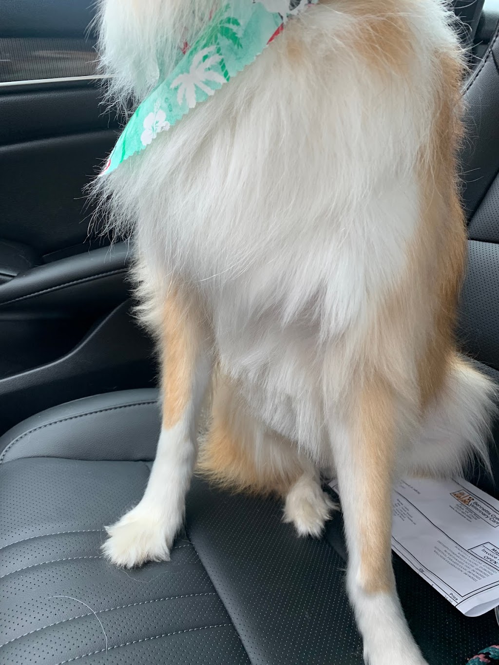 Lucky Pups Pet Wash | 3916 Portsmouth Blvd, Chesapeake, VA 23321, USA | Phone: (757) 392-3550