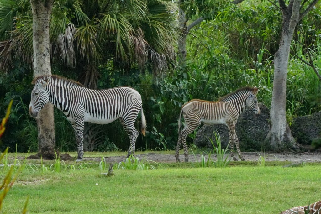 Zoo Miami | 12400 SW 152nd St, Miami, FL 33177, USA | Phone: (305) 251-0400