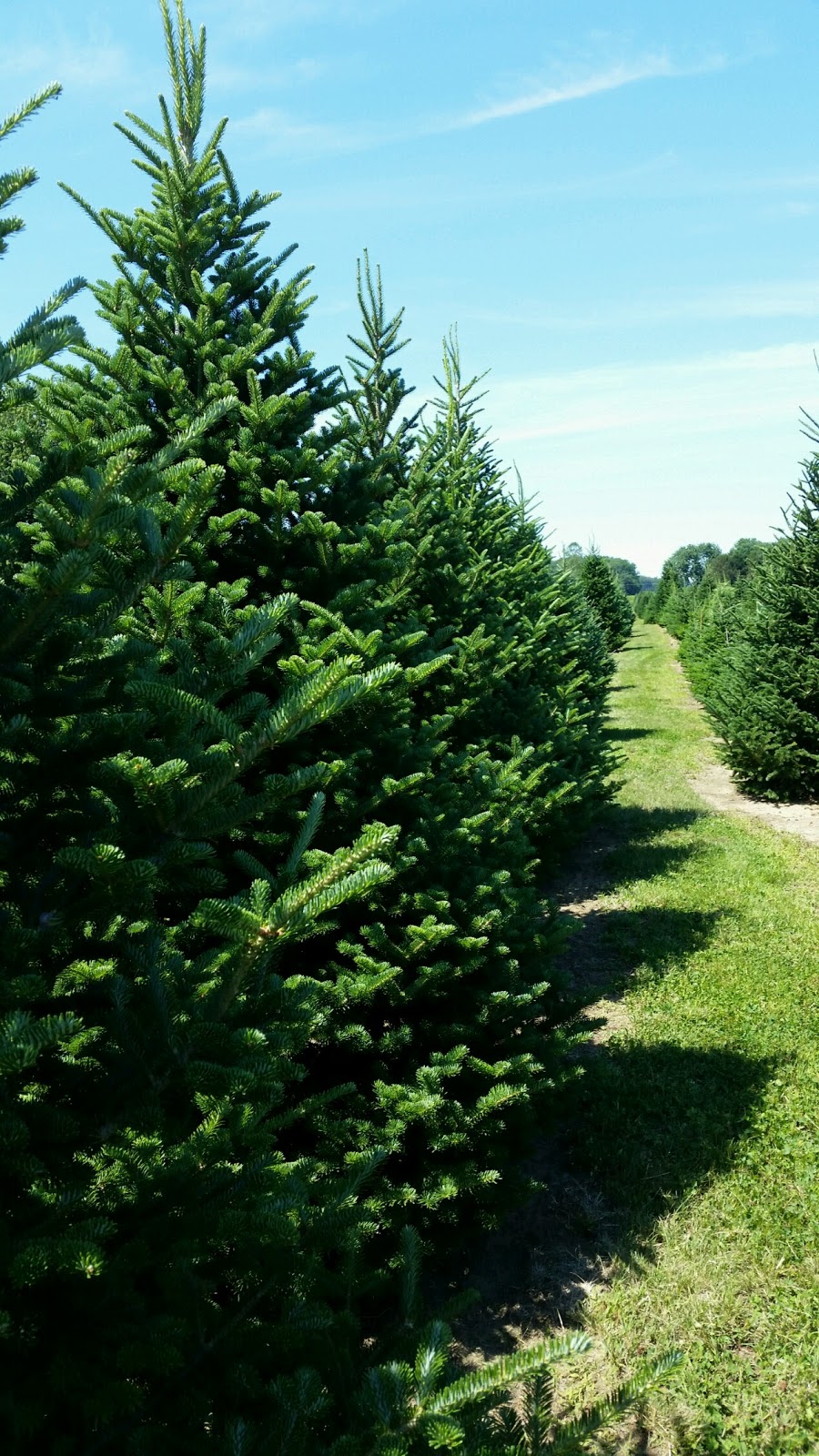 Steinberger Christmas Trees | 655 E Co Rd 201, Fremont, OH 43420, USA | Phone: (419) 355-8733