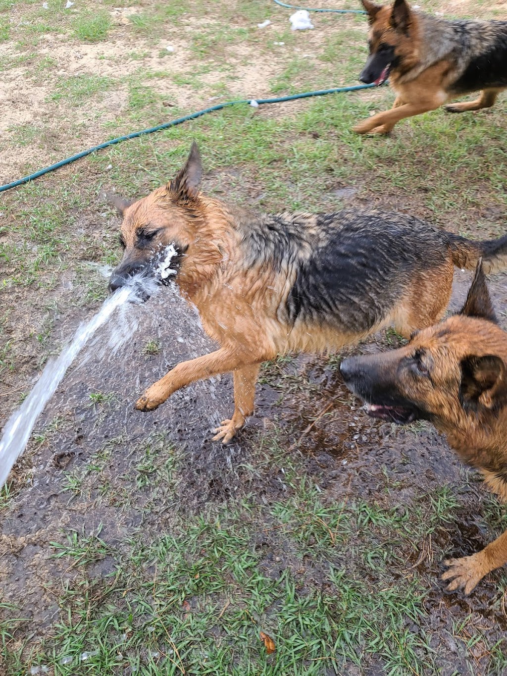 Das Fellrakete Kennels German shepherd breeder | 2800 Watkins Rd, Haines City, FL 33844 | Phone: (407) 579-9481