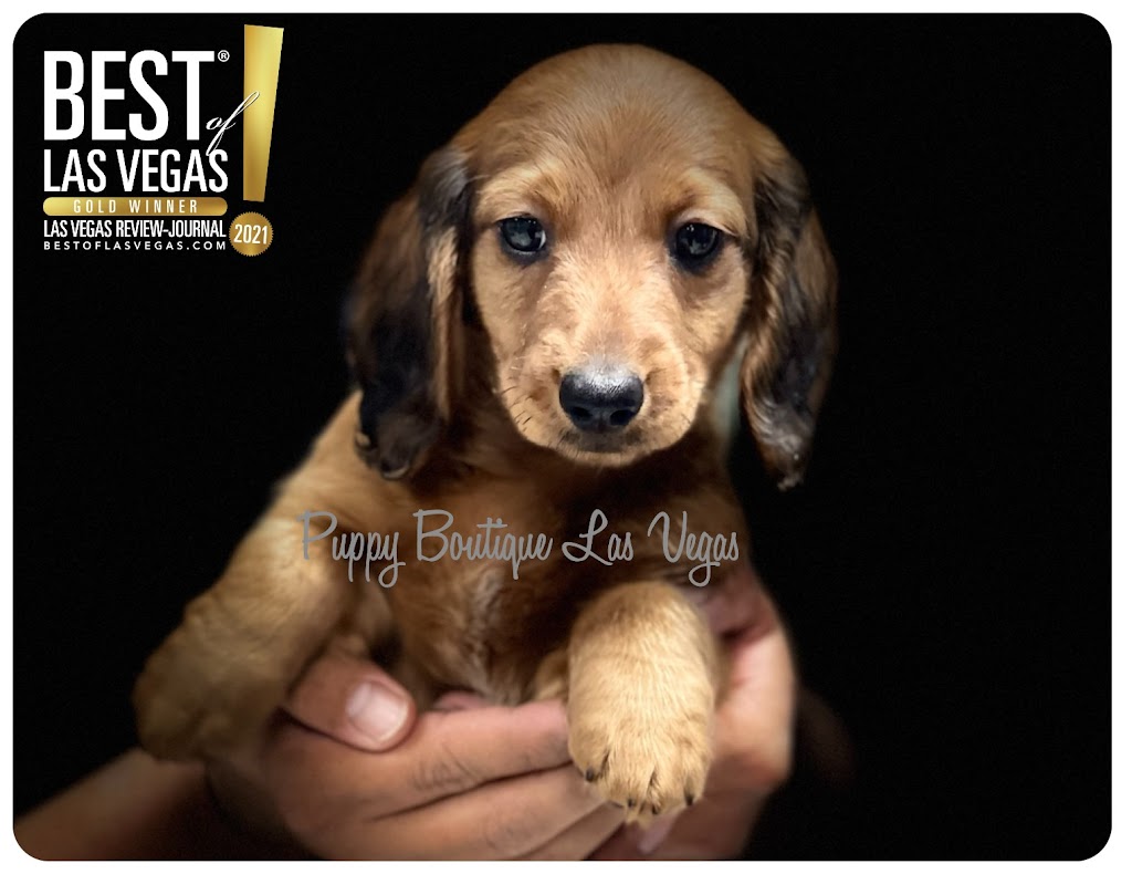 Puppy Boutique Las Vegas | 4343 N Rancho Dr #244, Las Vegas, NV 89130, USA | Phone: (702) 658-8820