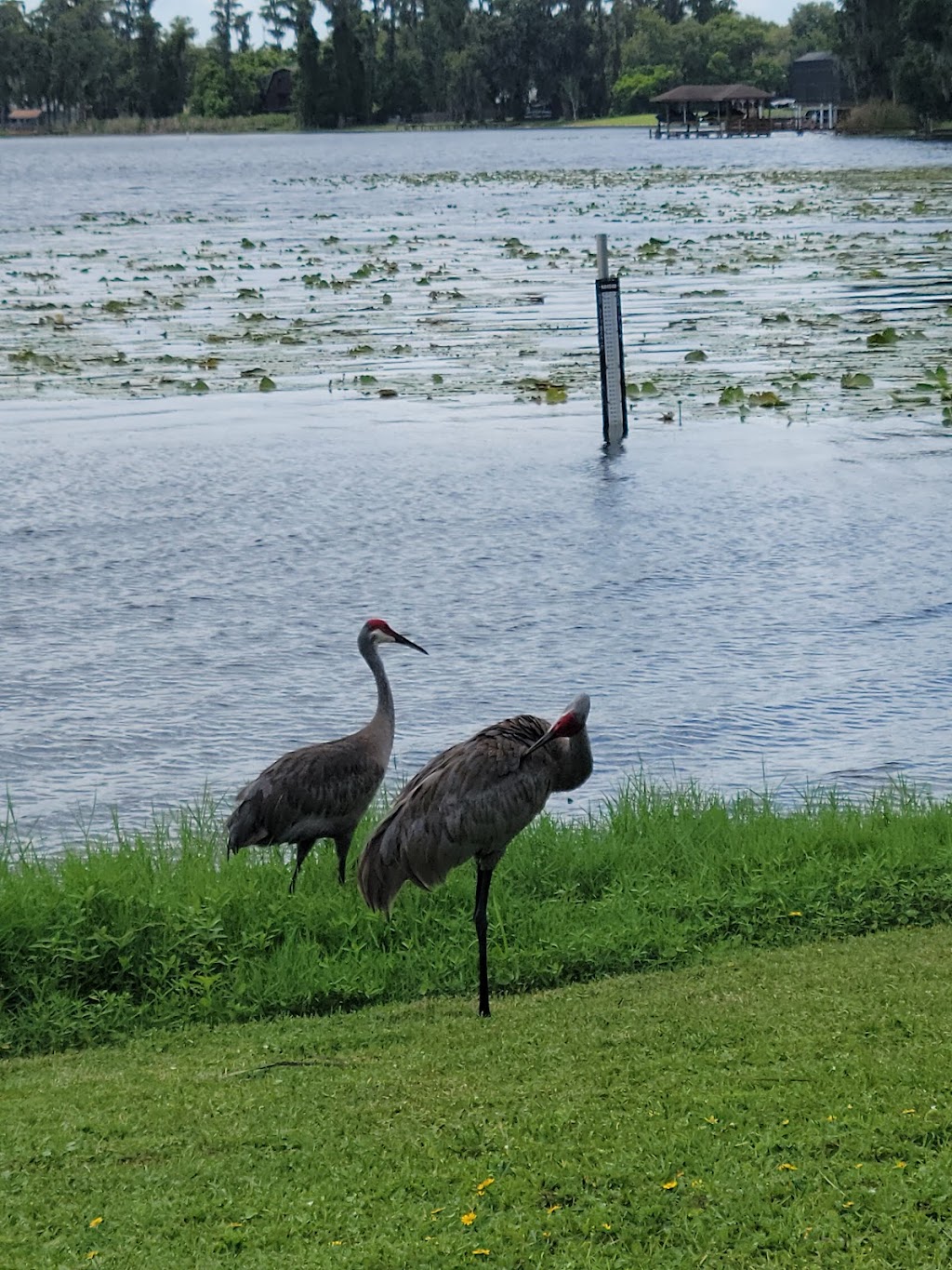 Moon Lake Park | 8985 Lake Dr, New Port Richey, FL 34654, USA | Phone: (727) 856-1793