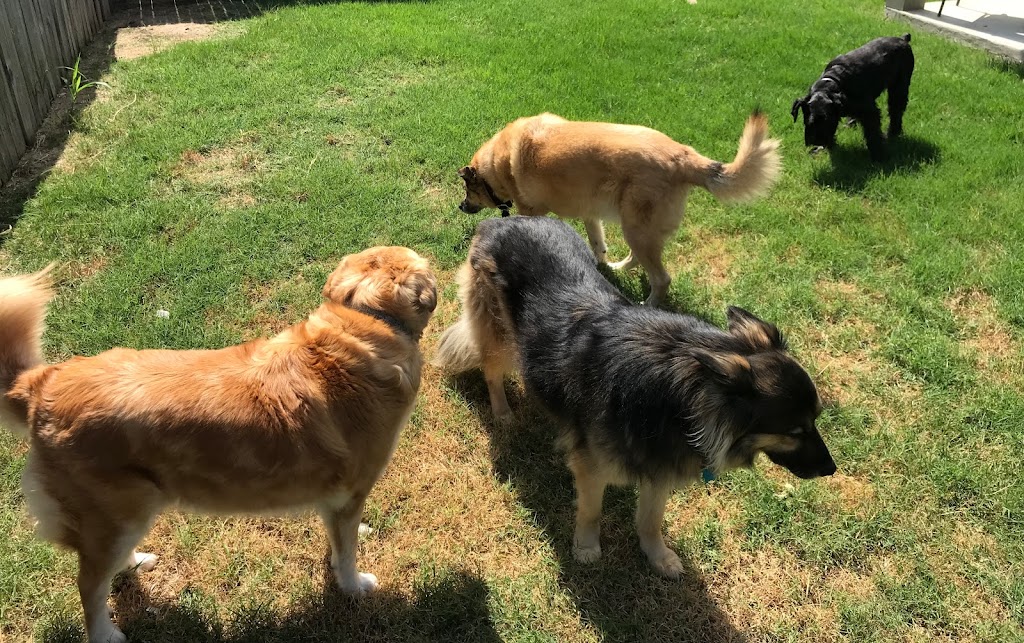 Parker Sitting - North Texas Dog Sitter | 1418 Feather Crest Dr, Krum, TX 76249, USA | Phone: (940) 255-1675