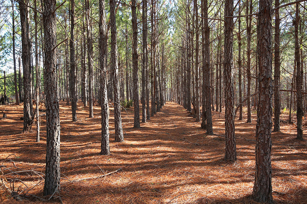 Local Sawmill - Rough Cut Lumber | 1149 Wilderness Trail, Shelby, AL 35143, USA | Phone: (205) 299-7336