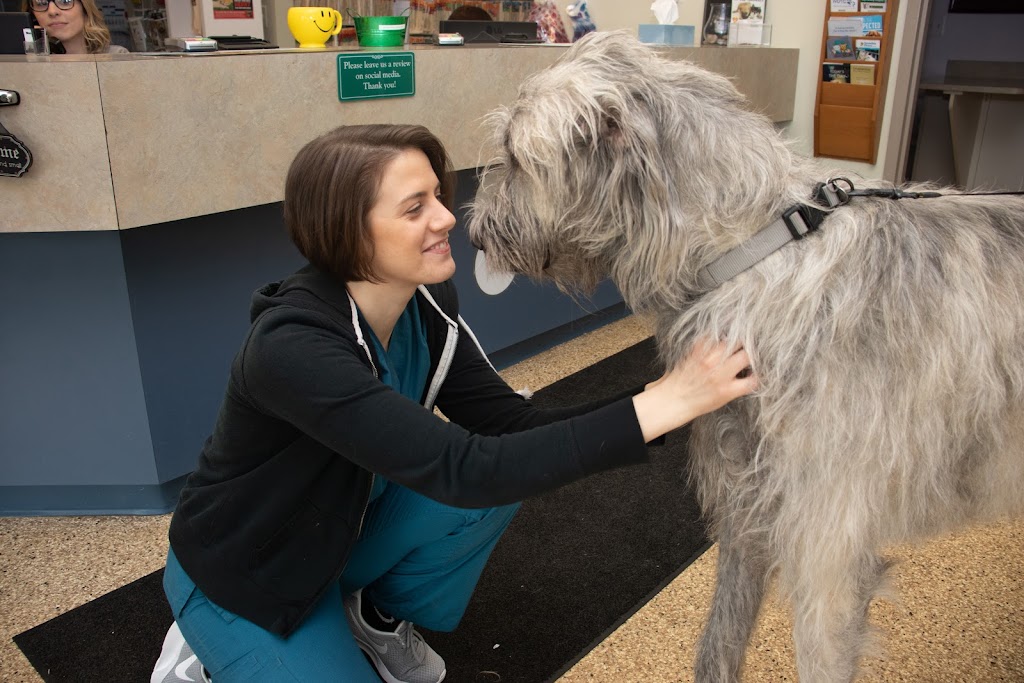 Morrison Animal Hospital | 33607 Ford Rd, Garden City, MI 48135, USA | Phone: (734) 425-6140