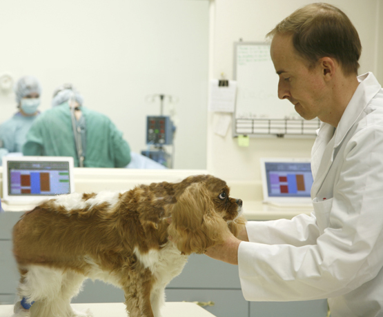 Veterinary Neurological Center | 4202 E Raymond St, Phoenix, AZ 85040, USA | Phone: (602) 437-1488