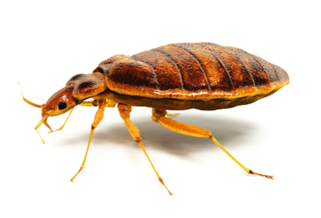 XTERMIN Pest Control | 9855 E Southern Ave STE #52392, Mesa, AZ 85208, USA | Phone: (480) 983-7646