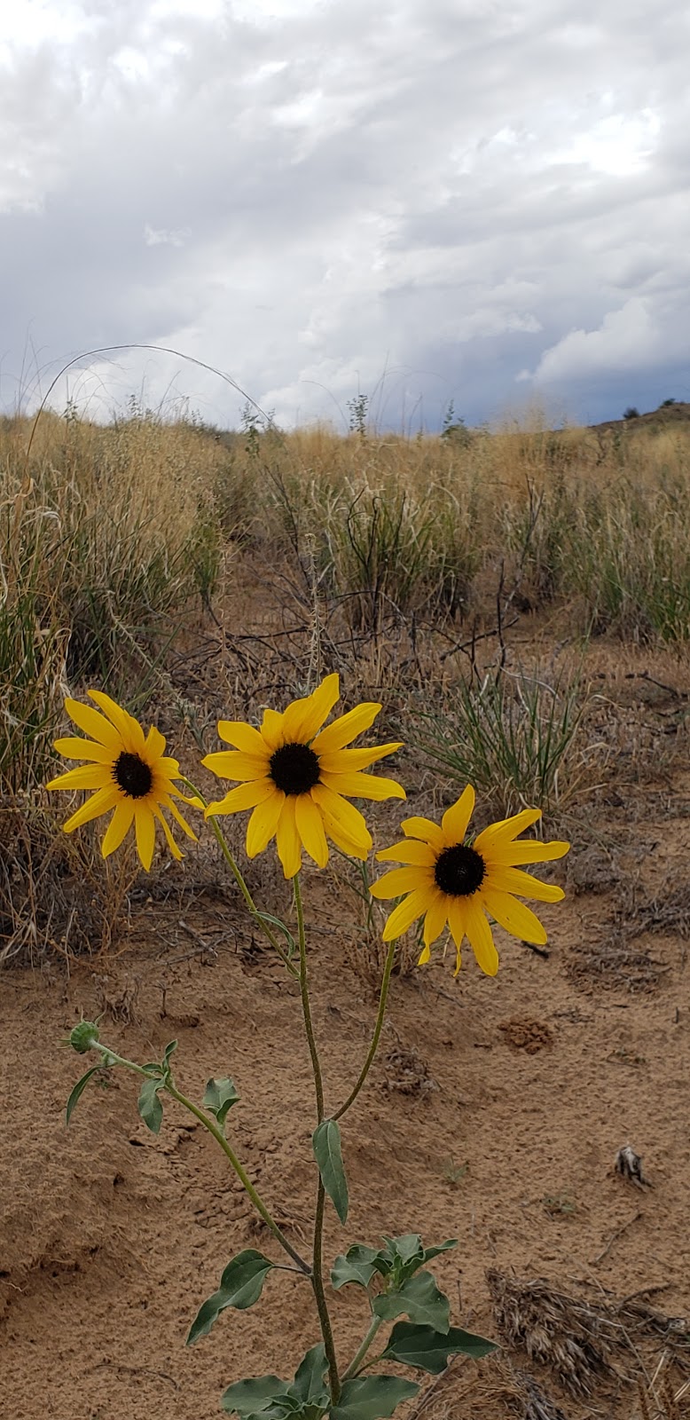 El Cerro de Los Lunas | NM-6, Los Lunas, NM 87031, USA | Phone: (505) 839-3840