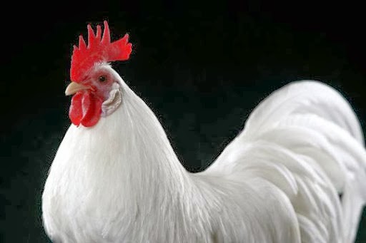 Organic Chicken Feed Buy Wholesale Group | 507 E Barbarita Ave, Gilbert, AZ 85234, USA | Phone: (480) 545-5555