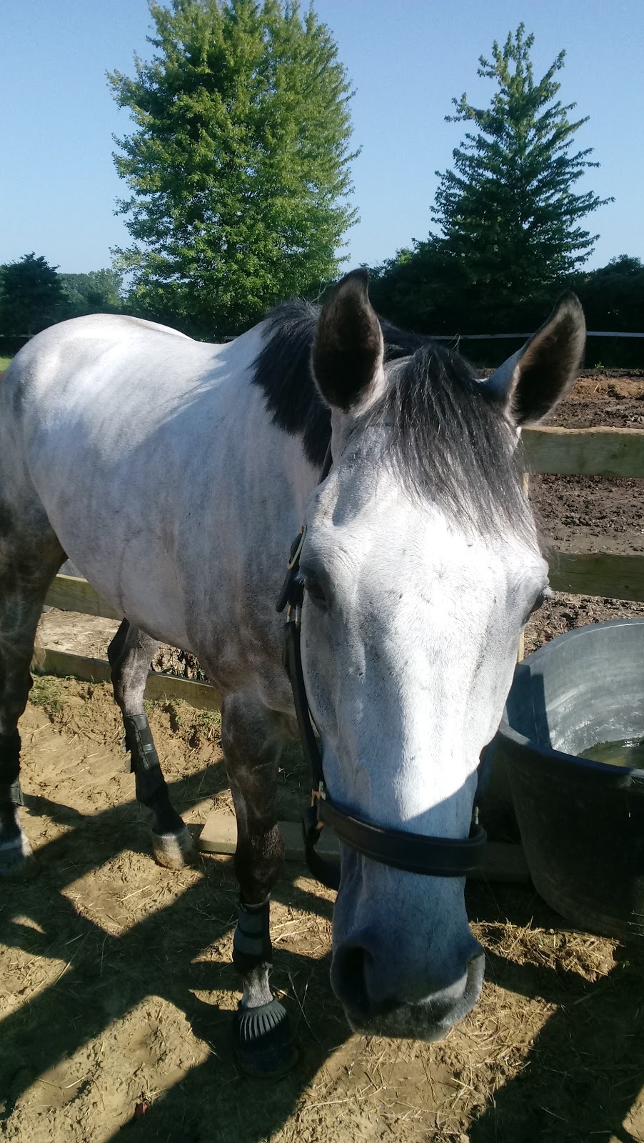 Equine Differences | 11911 Leavitt Rd, Oberlin, OH 44074, USA | Phone: (440) 822-4685