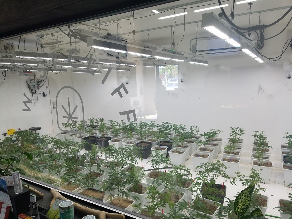 3 Bros Santa Cruz Dispensary | 1100 Fair Ave Unit B, Santa Cruz, CA 95060, USA | Phone: (831) 345-0281