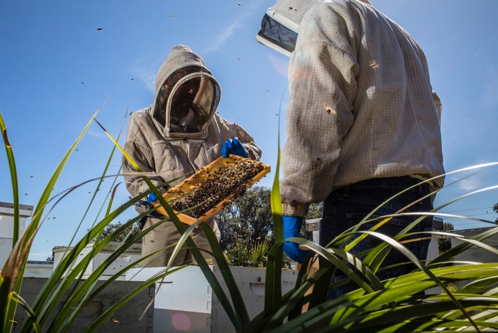 Orlando Bee Removal Expert LLC | 2385 Howard Ave, Oviedo, FL 32765, USA | Phone: (407) 330-8542