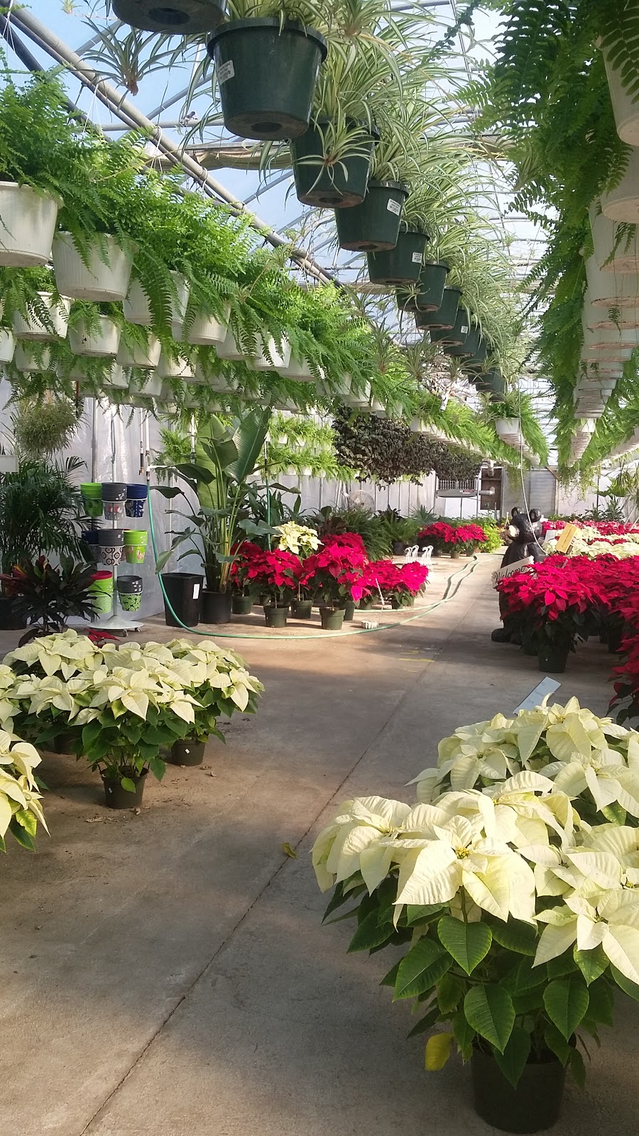 Comiskys Greenhouses Inc. | 115 Manlove Ave, Hightstown, NJ 08520, USA | Phone: (609) 448-1705