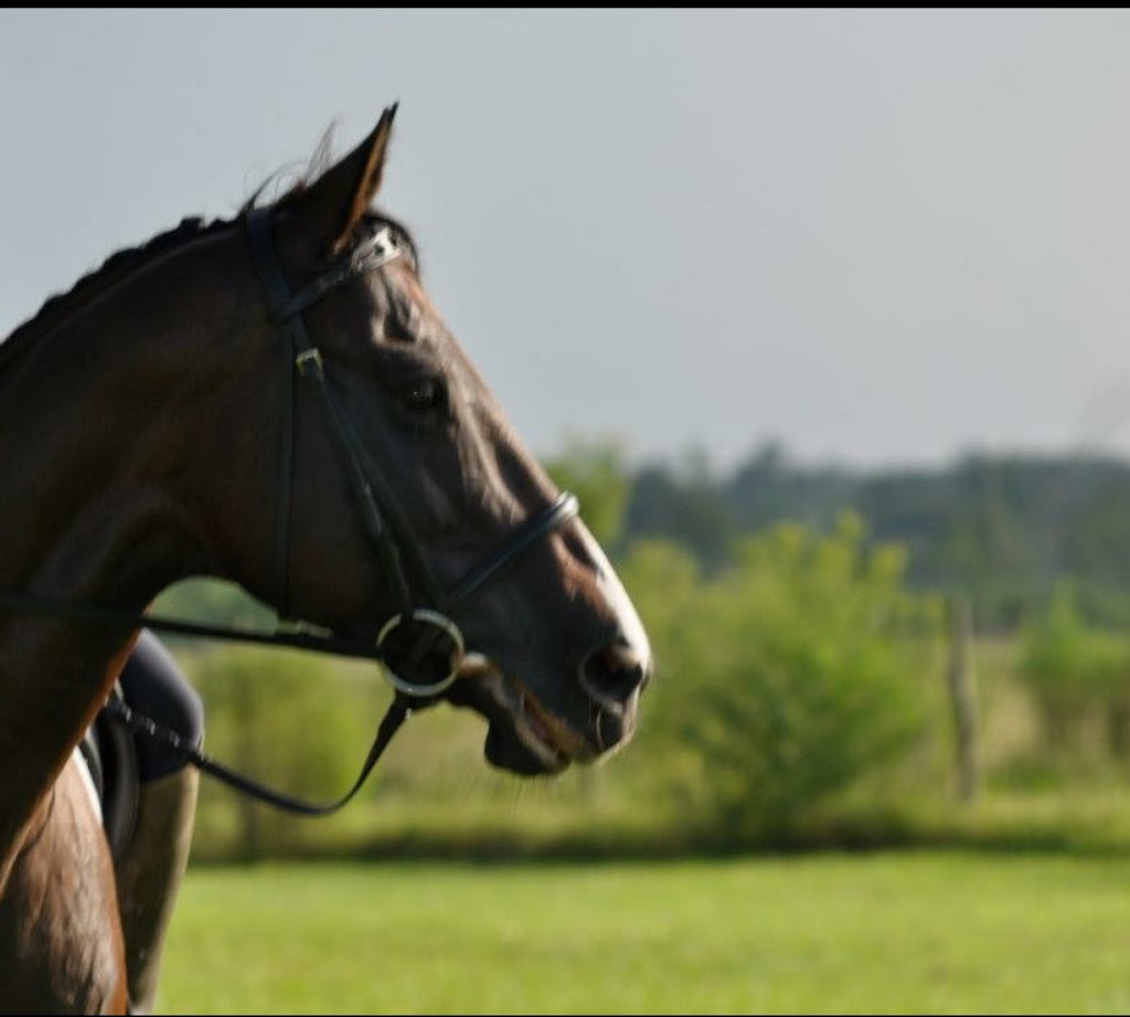 Mckie Equine | 18133 Boys Ranch Rd, Altoona, FL 32702, USA | Phone: (352) 267-0082