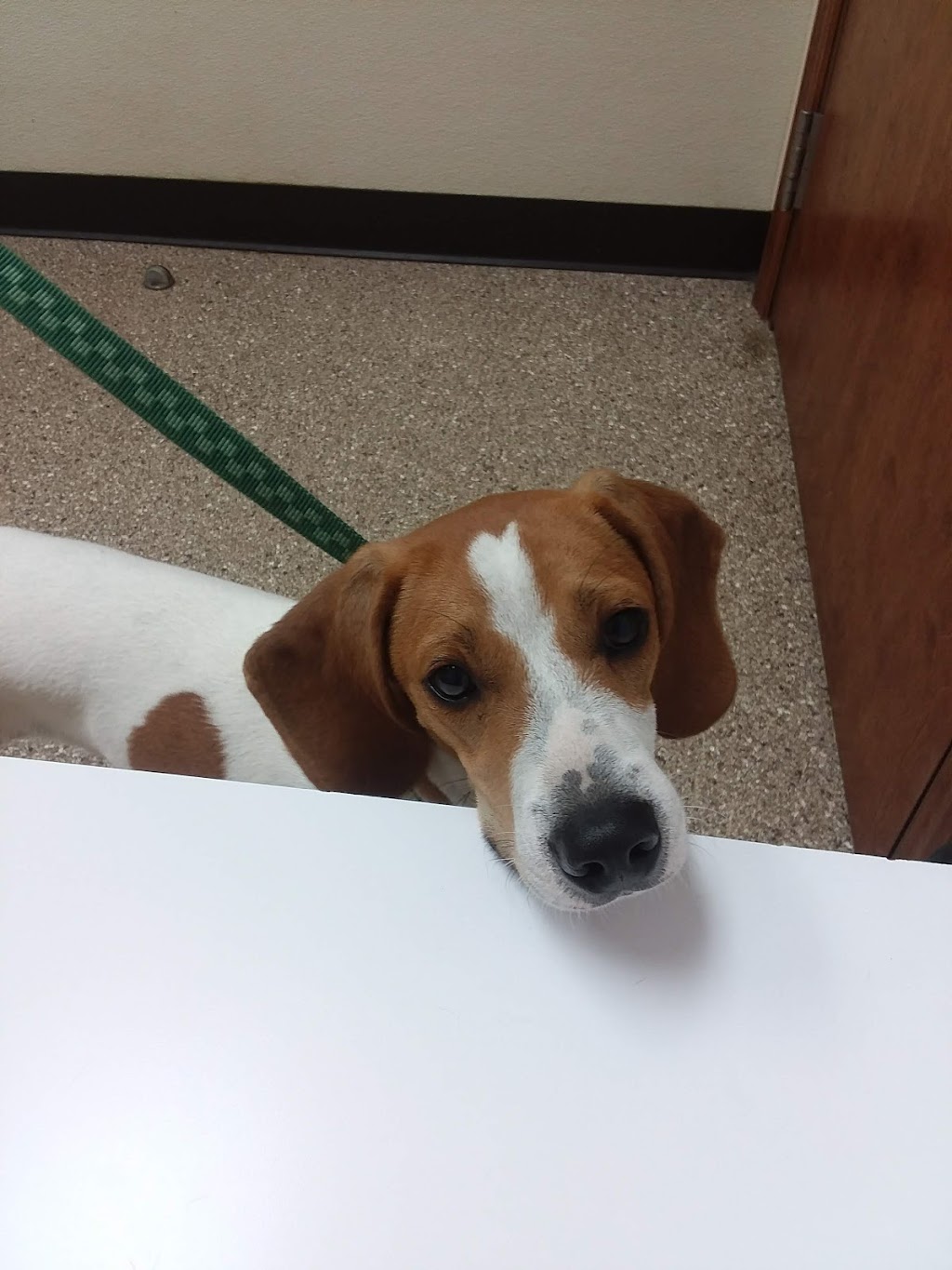 Connersville Veterinary Clinic | 808 E County Rd 250 S, Connersville, IN 47331, USA | Phone: (765) 825-9620