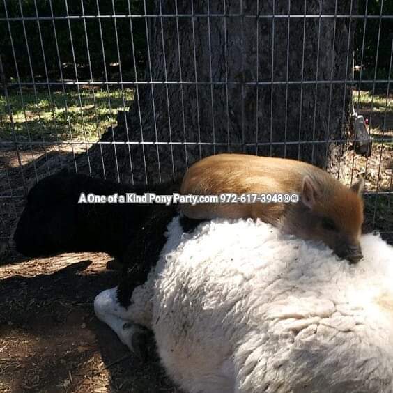 A One of a Kind Petting Zoo | 416 Pritchett Rd, Red Oak, TX 75154, USA | Phone: (972) 617-3948