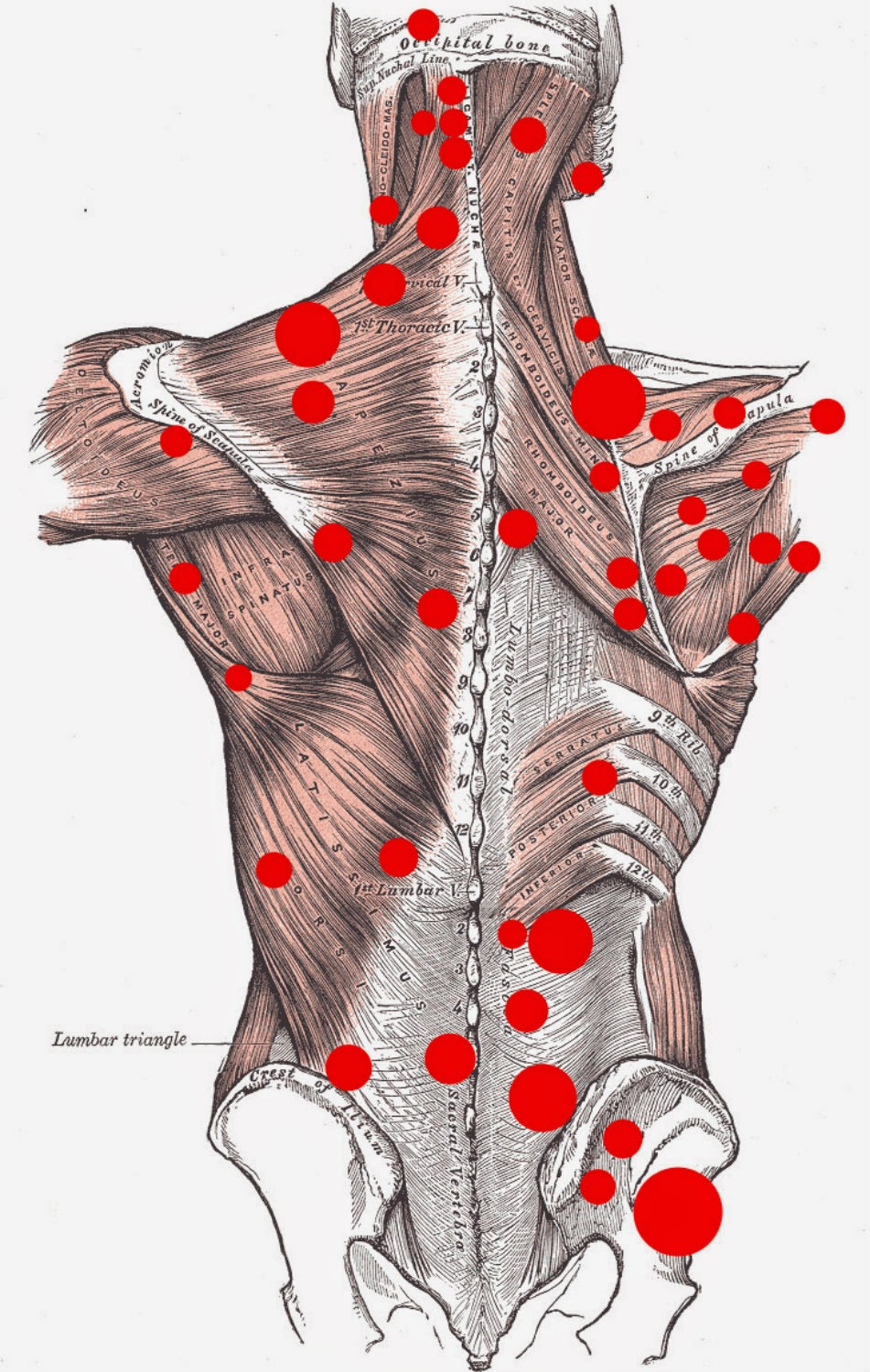 William Pena, DC - Chiropractor | 2720 SW 97th Ave suite c-106, Miami, FL 33165, USA | Phone: (786) 800-7362