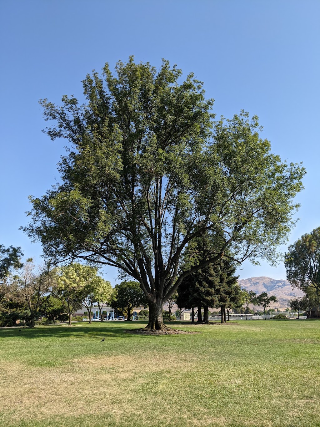 Sinnott Park | Tahoe Dr, Milpitas, CA 95035, USA | Phone: (408) 586-3210