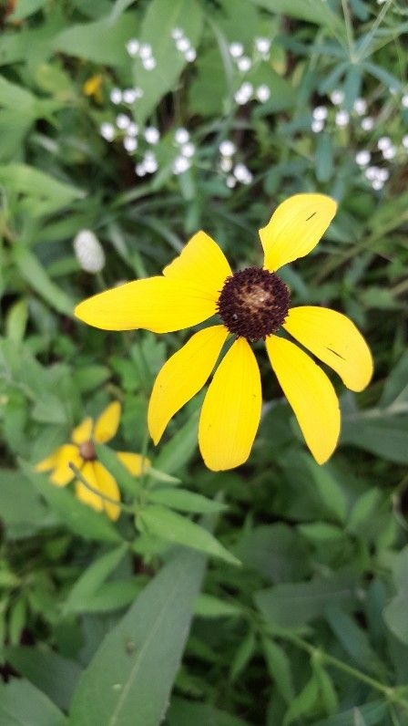 Bigelow Cemetery State Nature Preserve | 600 Rosedale Rd, Irwin, OH 43029, USA | Phone: (614) 265-6561