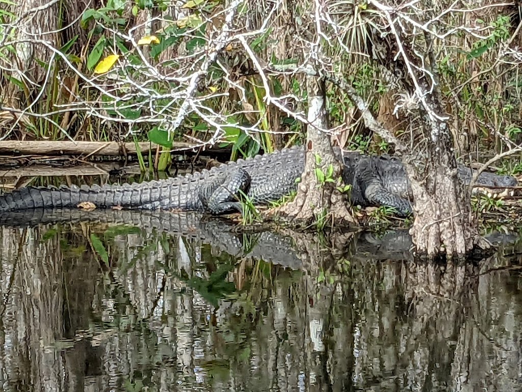 Big Cypress National Preserve | 33100 Tamiami Trail E, Ochopee, FL 34141, USA | Phone: (239) 695-2000