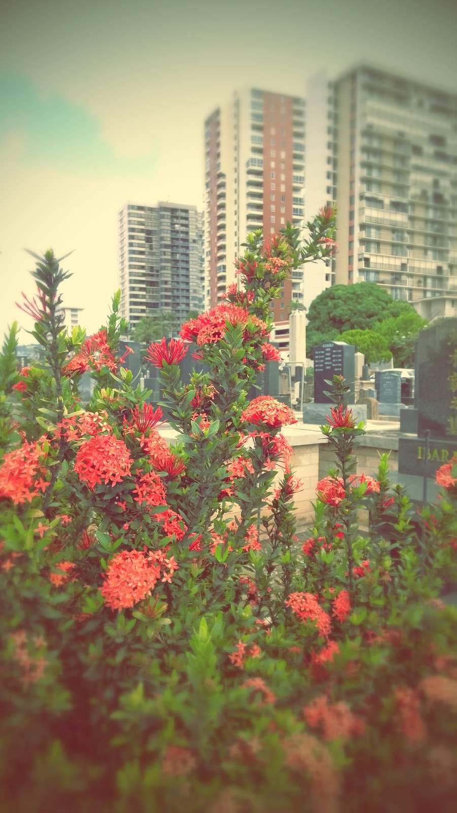 Mōʻiliʻili Japanese Cemetery | 509 University Ave, Honolulu, HI 96826, USA | Phone: (808) 947-3641