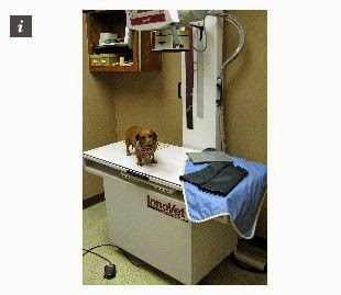 Walnut Plaza Veterinary Hospital | 1910 Walnut Plaza, Carrollton, TX 75006, USA | Phone: (972) 418-8778