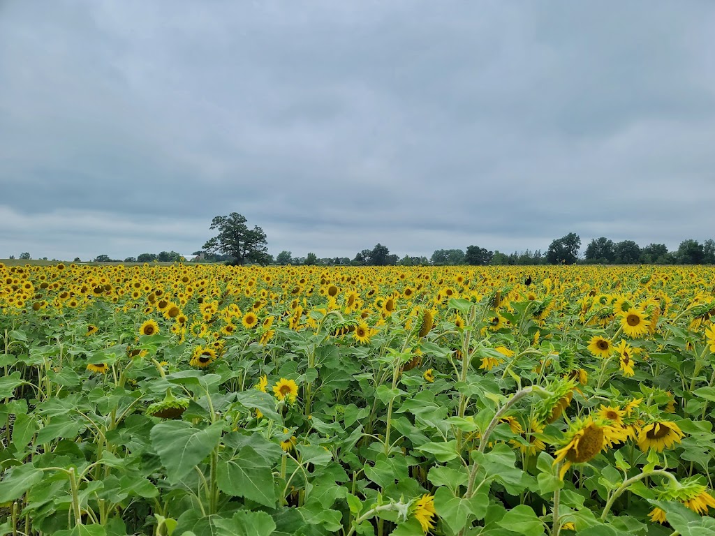 Thompson Strawberry Farm | 14000 75th St, Bristol, WI 53104, USA | Phone: (262) 857-2353