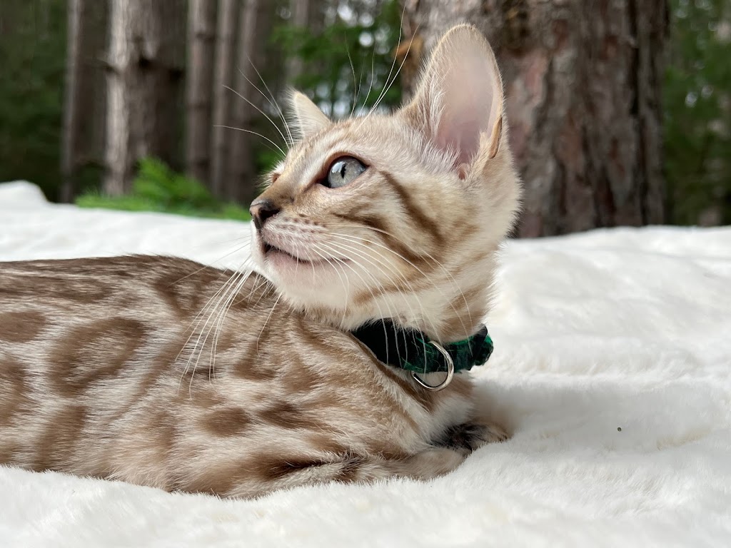 Wilderness Bengal Cats | 3933 161st Ave, Becker, MN 55308, USA | Phone: (612) 360-7147