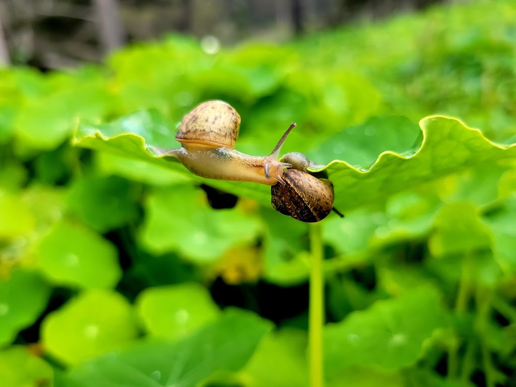 Little Forest Explorers, LLC | 185 Lake Dr, San Bruno, CA 94066, USA | Phone: (650) 430-4031