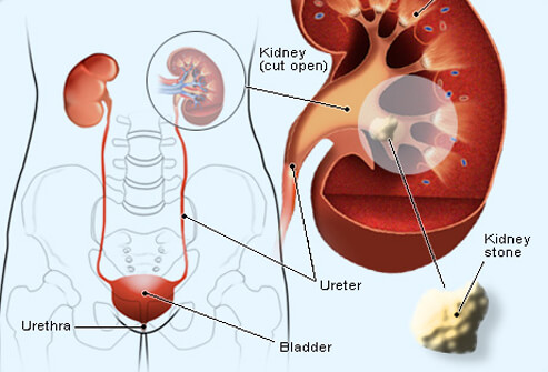 Andrew K. Nguyen, MD FACS | 2750 W Broadway, Los Angeles, CA 90041, USA | Phone: (818) 241-3125