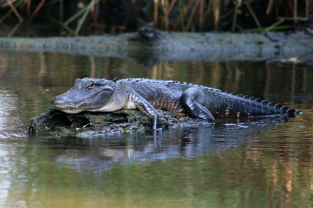 Airboat Adventures | 5145 Fleming Park Rd, Lafitte, LA 70067, USA | Phone: (504) 689-2005