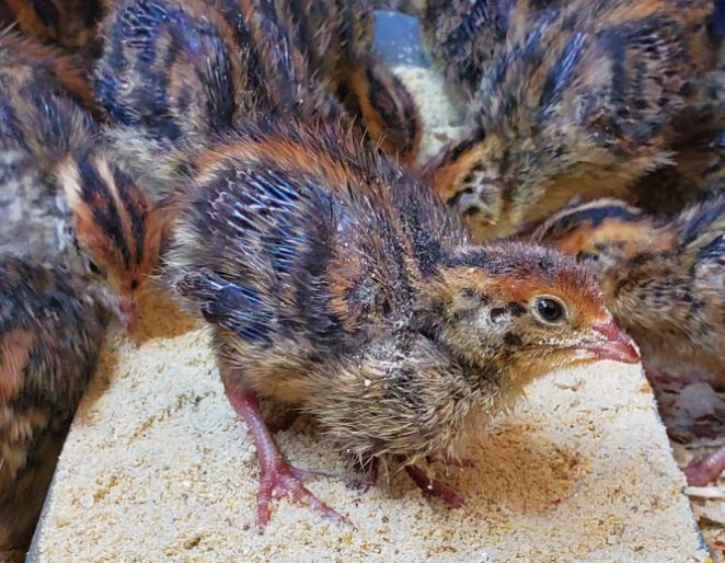 Corvus Farm - Regenerative Farming from Pescadero, California | 1701 Cabrillo Hwy, Pescadero, CA 94060, USA | Phone: (408) 402-1942