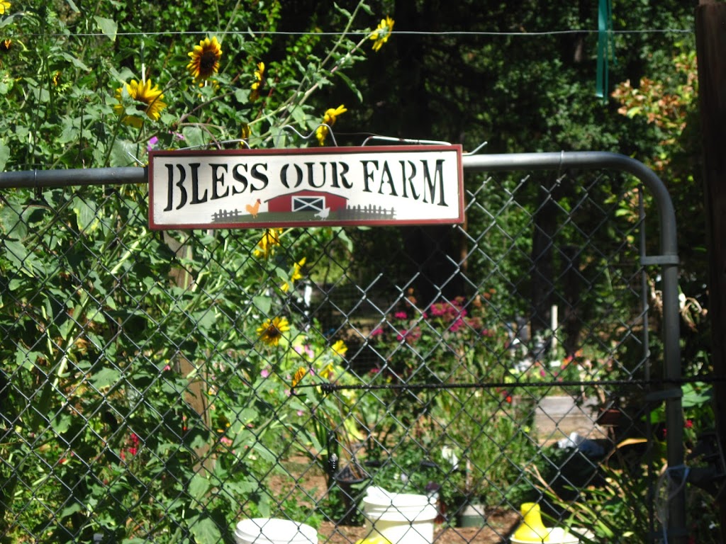 Meadow Vista Flower & Berry Farm | 715 Cole Rd, Meadow Vista, CA 95722, USA | Phone: (530) 269-9786