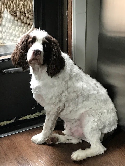 GINAS HAPPY HOUND. | 2412 Ferguson Rd, Allison Park, PA 15101, USA | Phone: (412) 486-5508