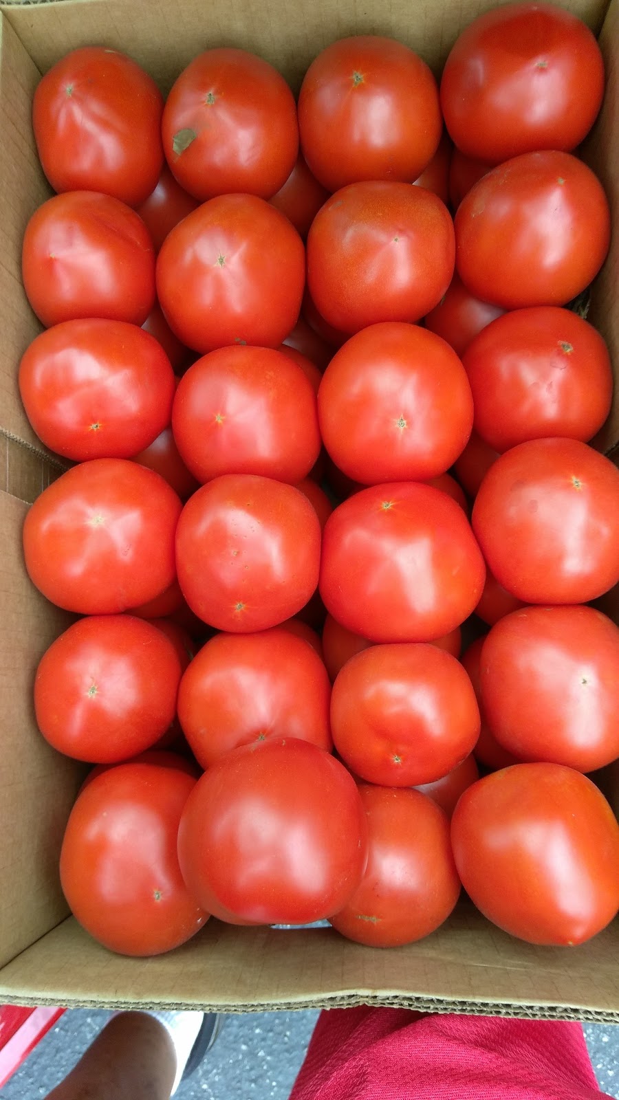Pappys Tomato Kingdom | 12515 US-19, Hudson, FL 34667, USA | Phone: (888) 278-1788
