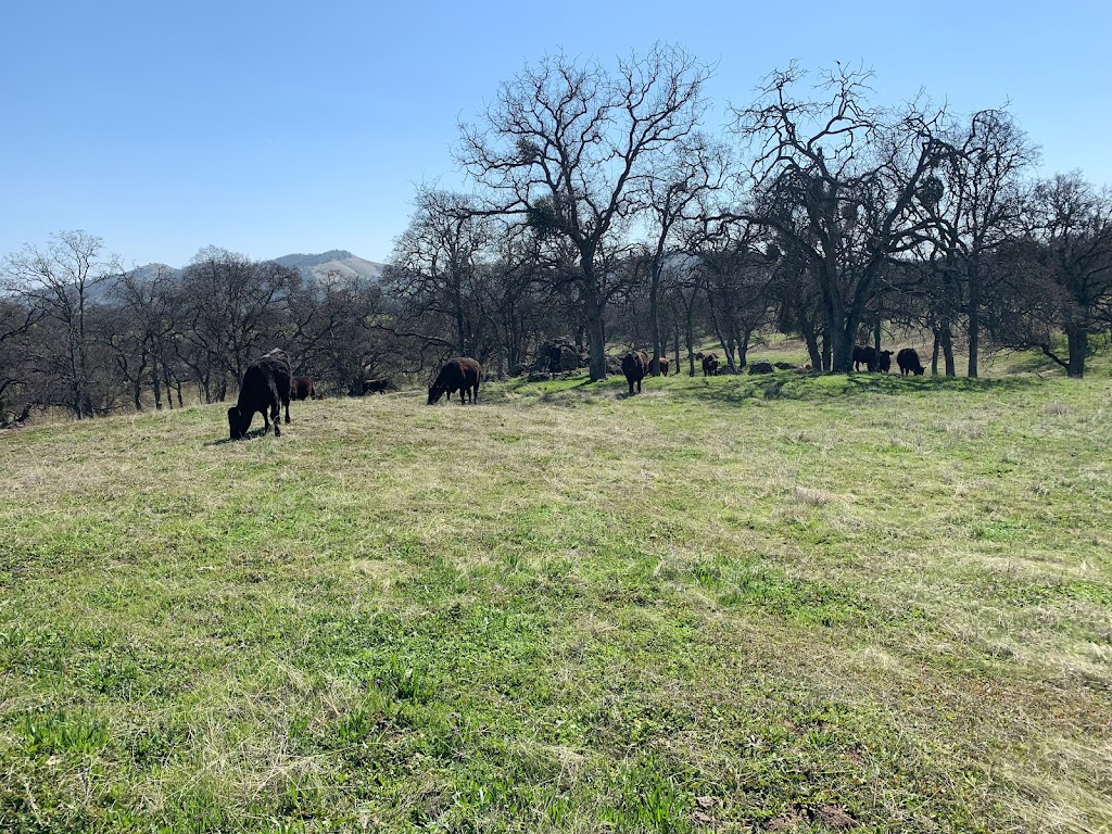 Grass Fed Beef By Cody Kingston | 957 Park View Dr, Livingston, CA 95334, USA | Phone: (209) 769-1792