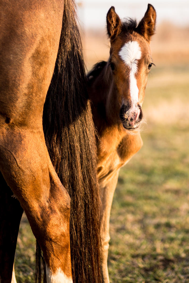 VetweRx Equine North | 7171 Pike Rd, Longmont, CO 80503, USA | Phone: (303) 569-4828