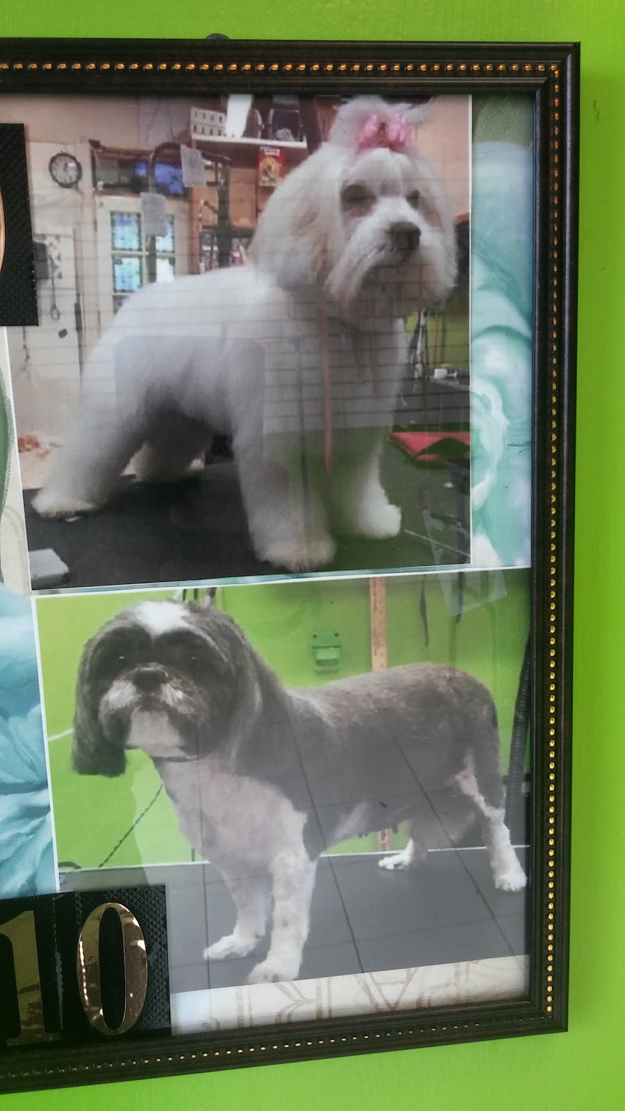 Puppies and Grooming | 28858 S Dixie Hwy, Homestead, FL 33033, USA | Phone: (305) 247-2447