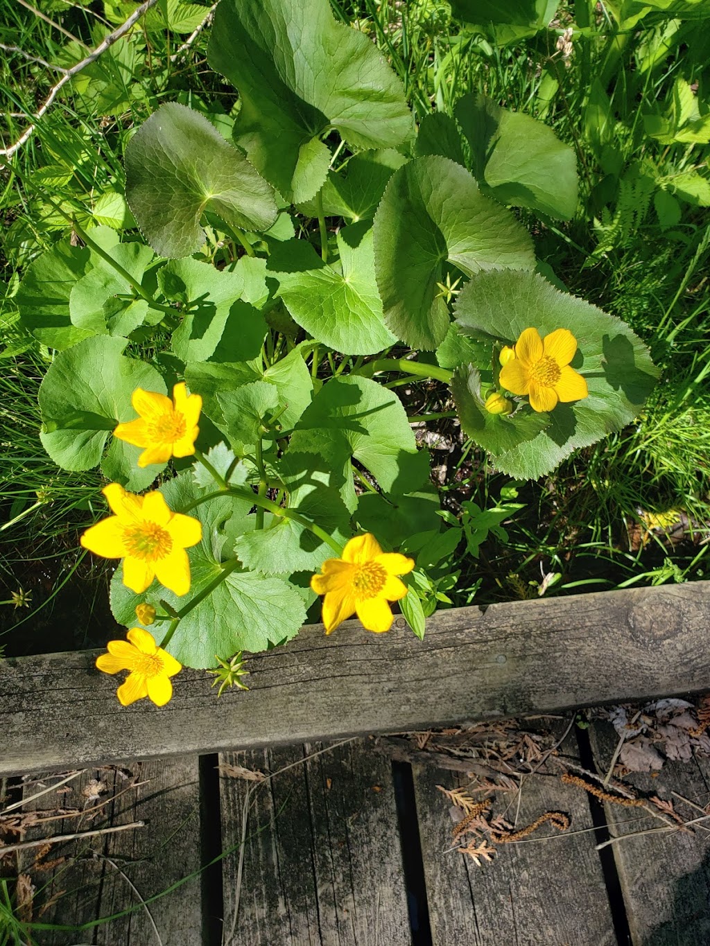 Cedarburg Bog State Natural Area | WI-33, Saukville, WI 53080, USA | Phone: (262) 675-6844