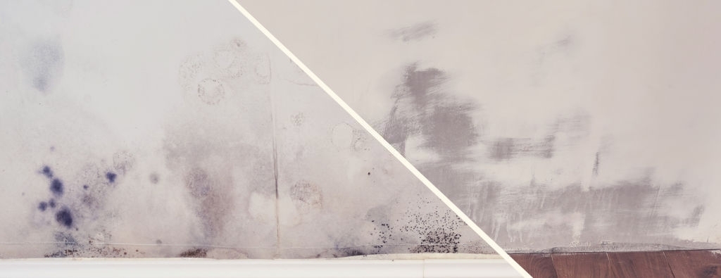 Maven Mold Removal & Remediation Lewisville TX | 2440 S Stemmons Fwy, Lewisville, TX 75067, USA | Phone: (469) 946-7840