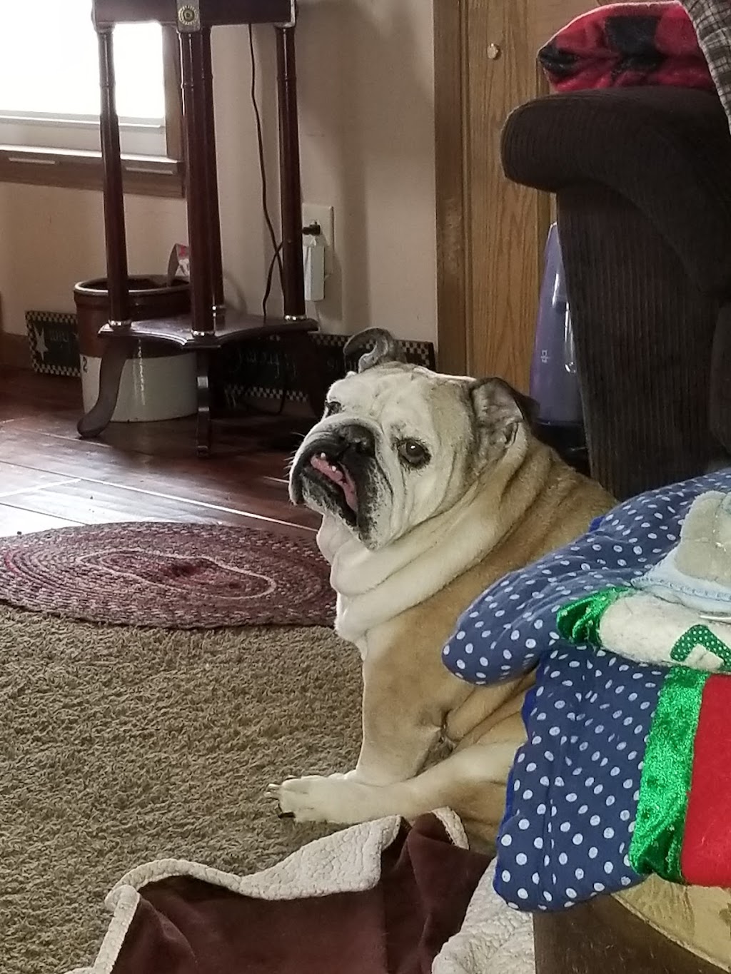 Alpha Veterinary Clinic | 2515 Dayton Xenia Rd, Beavercreek, OH 45434, USA | Phone: (937) 426-9232