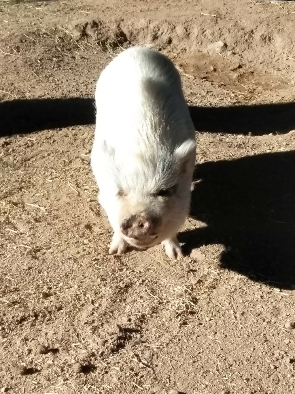 Ironwood Pig Sanctuary | 34656 E Crystal Visions Rd, Marana, AZ 85658, USA | Phone: (520) 579-8847