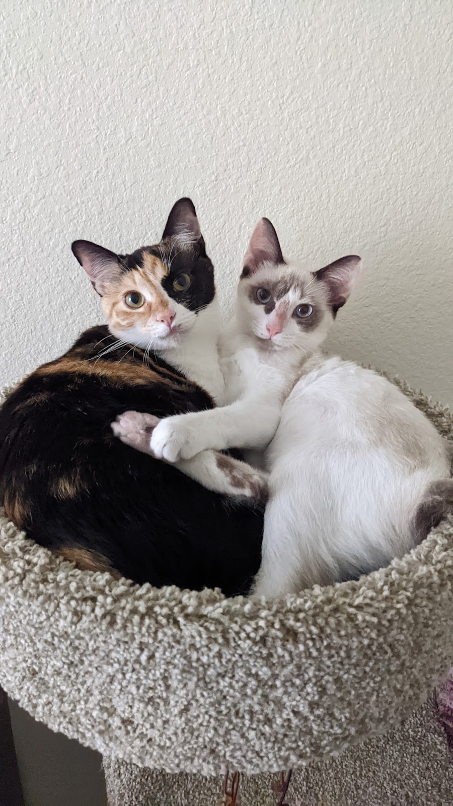 Corrales Veterinary Clinic | 15 Marcos Ln A, Corrales, NM 87048, USA | Phone: (505) 899-0999