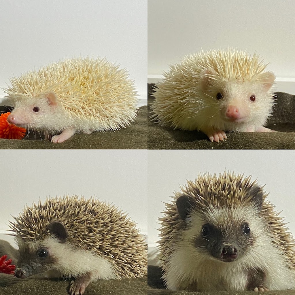 Hedgehog Garden | 8418 57th Ave E, Puyallup, WA 98371, USA | Phone: (425) 761-9592