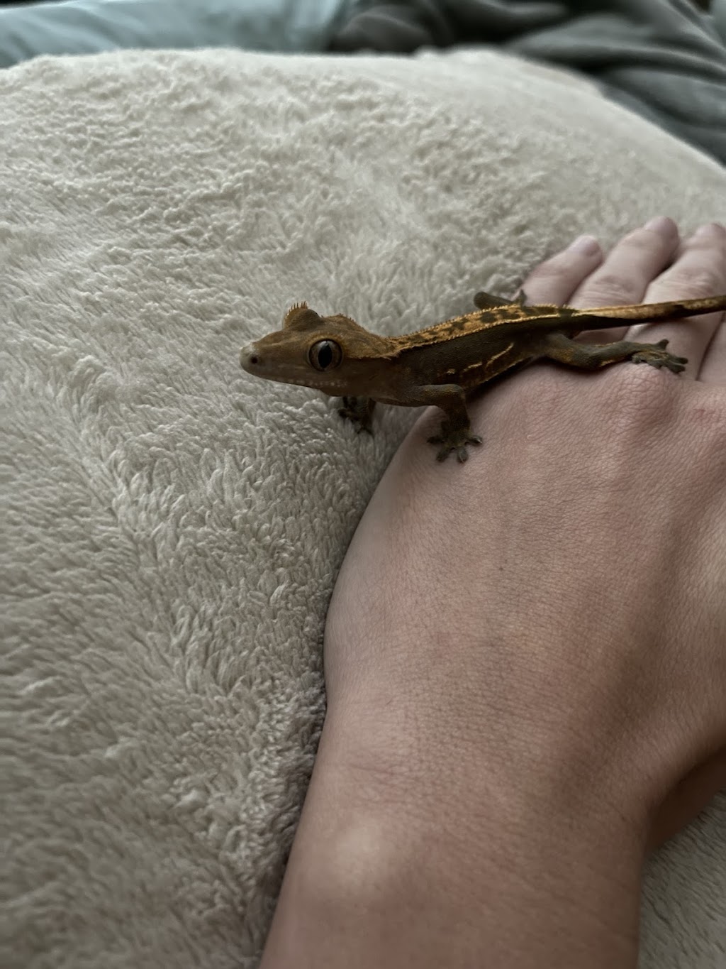 Family Reptiles | 4505 Old Rd 37, Lakeland, FL 33813, USA | Phone: (863) 399-1134