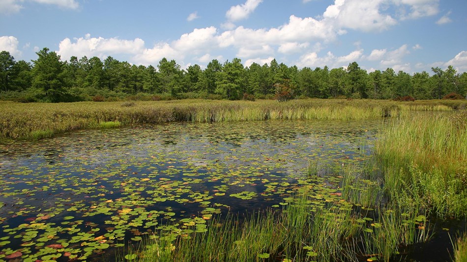 New Jersey Pinelands National Reserve | 853 Atsion Rd, Shamong, NJ 08088, USA | Phone: (609) 894-7300