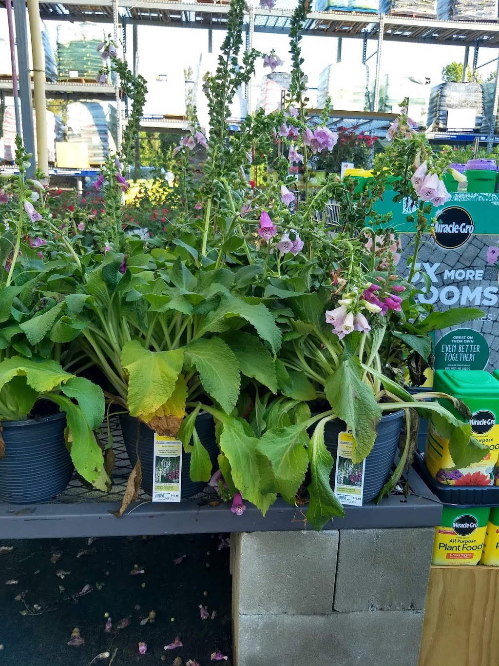 Lowes Garden Center | 2040 Durham Rd, Roxboro, NC 27573, USA | Phone: (336) 330-2100