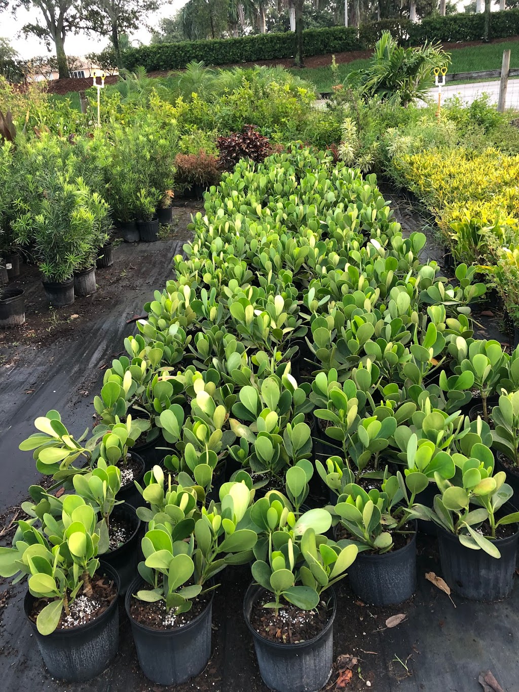Miramar Nursery | 13250 SW 33rd St, Miramar, FL 33027, USA | Phone: (954) 736-7999
