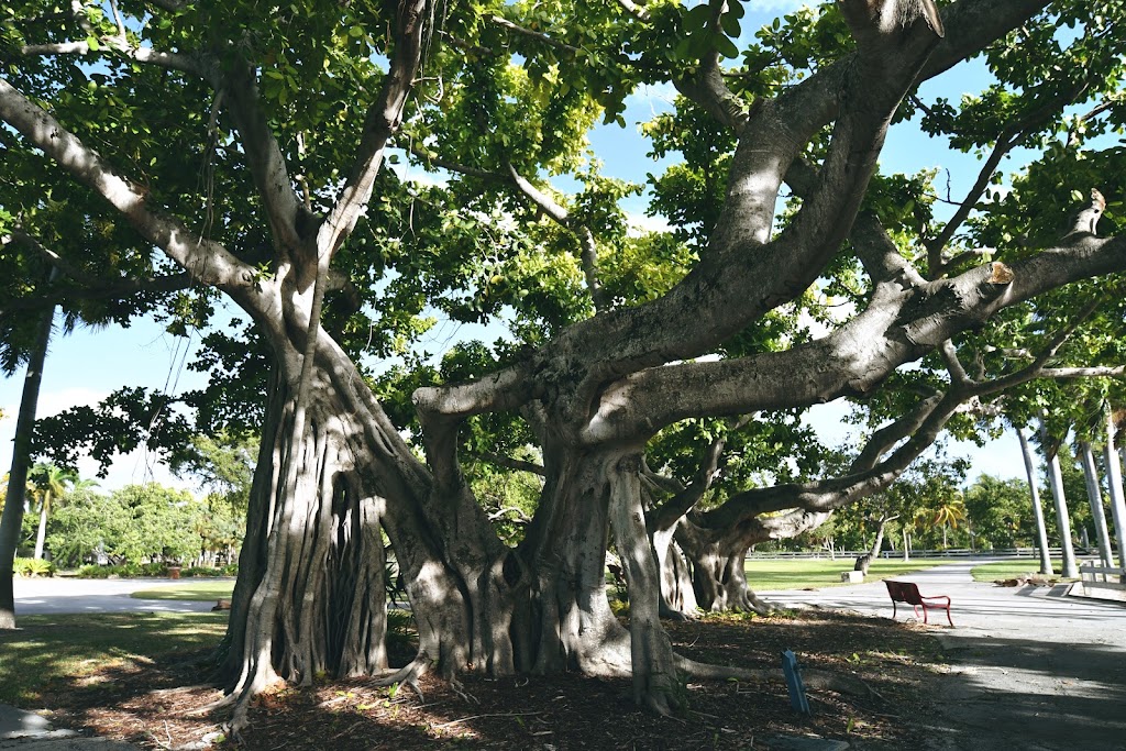 Crandon Park Mahogany Grove Group Picnic Area | Key Biscayne, FL 33149 | Phone: (305) 361-5421