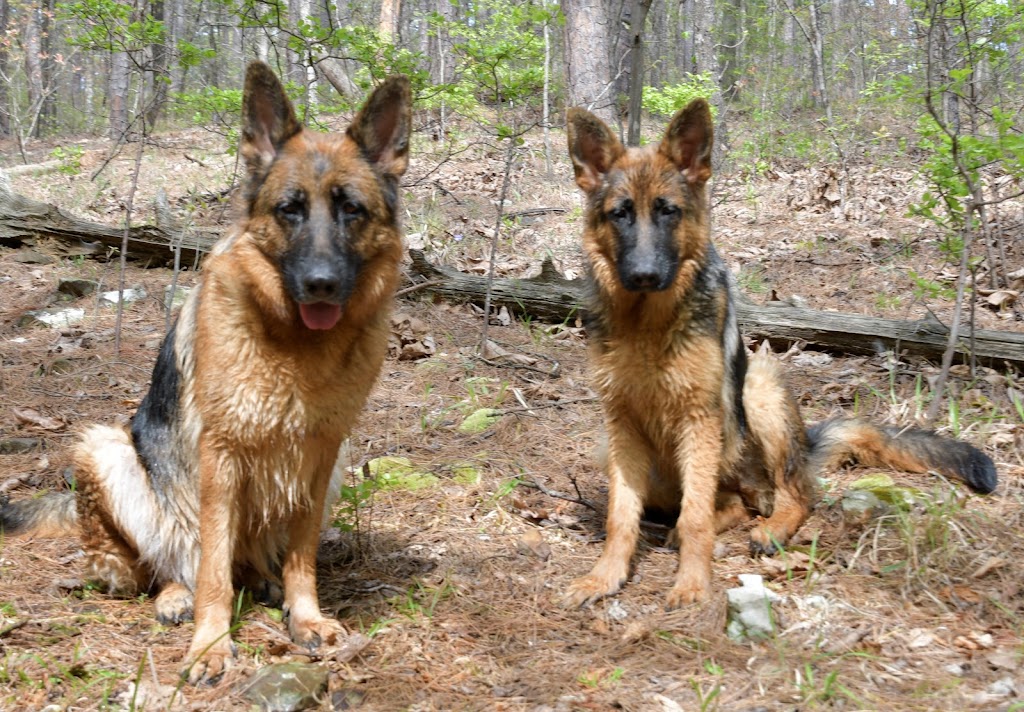 Von der Otto German Shepherds LLC | 2650 Ridgelake Ln, Rockwall, TX 75032, USA | Phone: (214) 232-3194